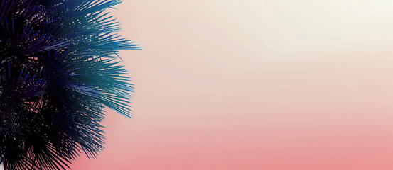 Fototapete - Website banner with copy space in pink color and palm tree. Concept of Los Angeles and cheap travel agency, summer blog header.