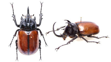 Wall Mural - Eupatorus sukkiti -a five horns rhinoceros beetle (Dynastinae)