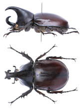 Xylotrupes Gideon-a Rhinoceros Beetle (Dynastinae)