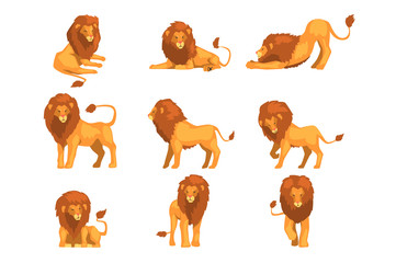 proud powerful lion character in different actions set of cartoon vector illustrations on a white ba