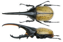Dynastes Hercules -a Rhinoceros Beetle (Dynastinae)