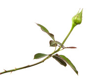Rose Bud With Foliage Isolate On White Background