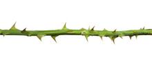 Stem Of Rose Bush With Thorns On An Isolated White Background