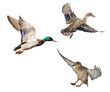 three mallard ducks isolated on white in flight