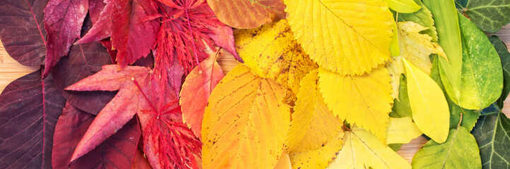 Wall Mural - Rainbow of colorful autumnal leaves, panorama