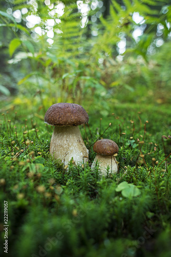 Boletus mushrooms