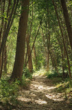 Fototapeta Na ścianę - Path in the forest