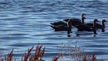 Lot Of  Water Birds  At Lake Argentino In Laguna Nimez Nature Reserve. El Calafate, Santa Cruz Province, Patagonia, Argentina