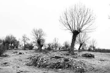  ARBOLES DESNUDOS BW