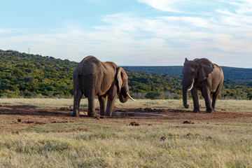 Wall Mural - Elephants standing at the dam