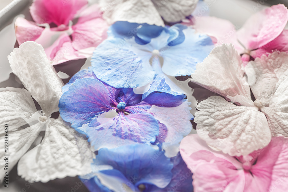 Beautiful hydrangea flowers with water, closeup