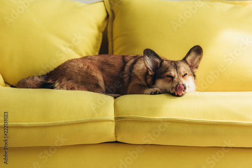 Funny Welsh Corgi Dog Licking Nose On Yellow Sofa Buy This Stock