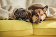 © LIGHTFIELD STUDIOS - cat and dog lying together under blanket on sofa