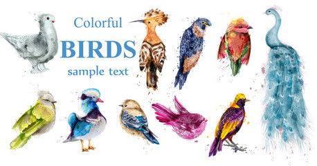 Wall Mural - Colorful tropic birds set Vector watercolor. Beautiful peacock, dove, hoopoe, mandarin ducks