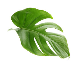 Fresh tropical monstera leaf on white background