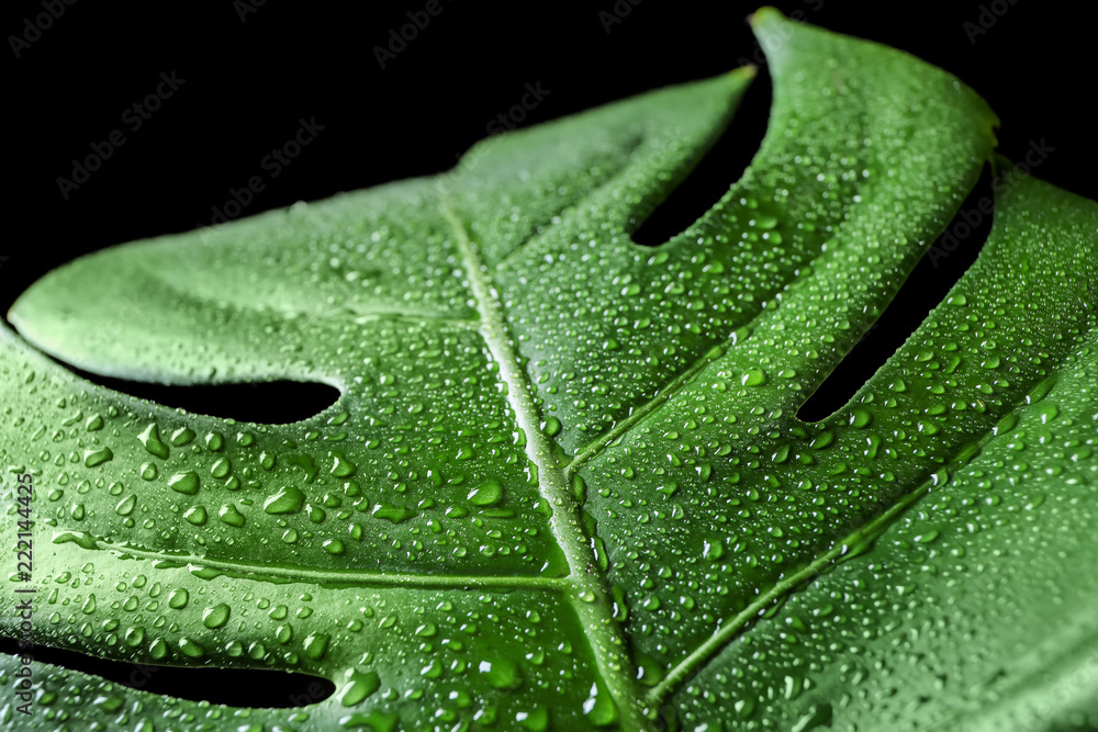 Monstera leaf with water drops on dark background, closeup
