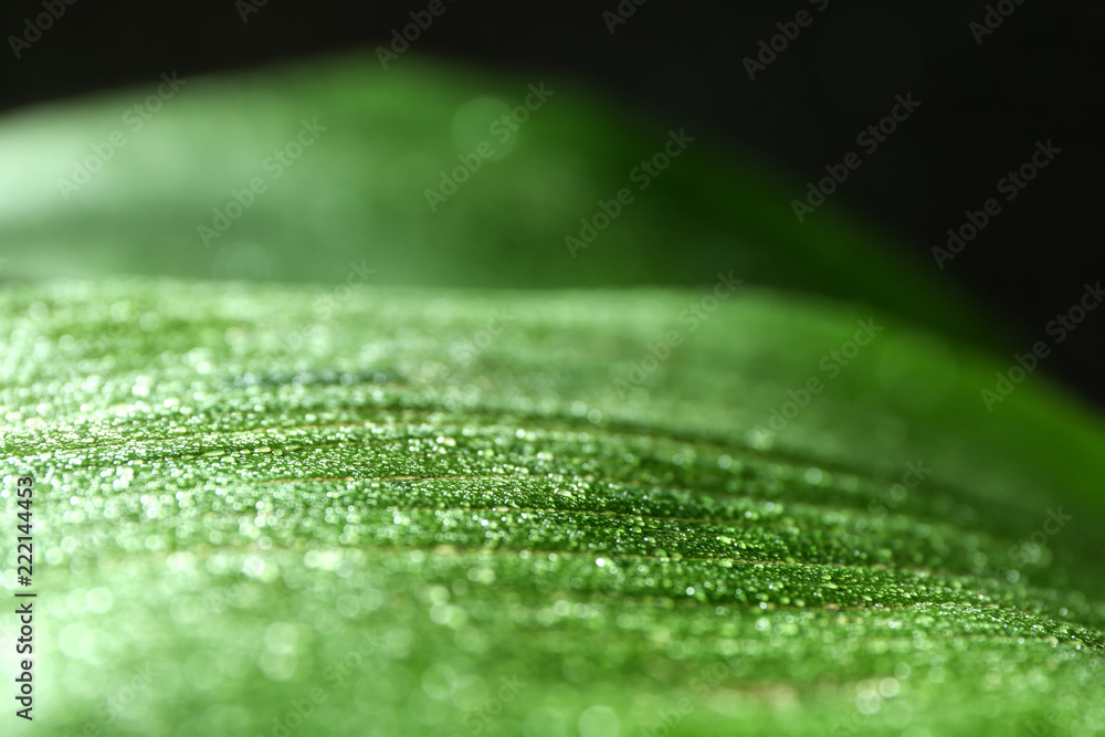 Tropical leaf with water drops, closeup