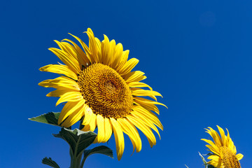 Wall Mural - GIRASOL HACIA EL LADO