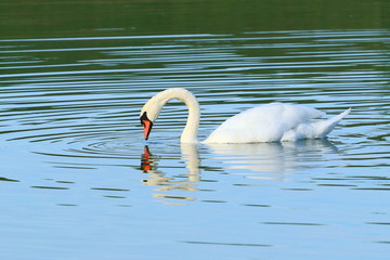 Wall Mural - Swan on lake