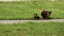 Brown Muscovy Duck With Two Ducklings Cautios On A Sidewalk