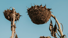 Sun Dried Sunflower