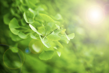 green leaves background