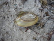 Eine Muschel am Strand