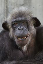 Common Chimpanzee (Pan Troglodytes)