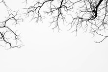 Silhouette Of A Leafless Tree Isolated On White Background