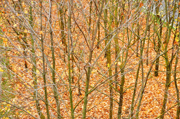 beautiful autumn landscape, yellow leaves in forest