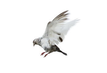 Wall Mural - Pigeon flying isolated on white background