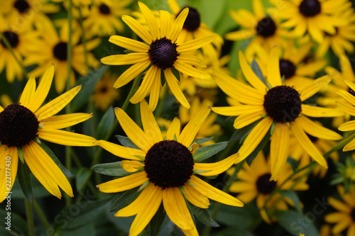 Fotografering Field of Golden Yellow Black Eyed Susan Wildflower Blossoms with Brown Centers a