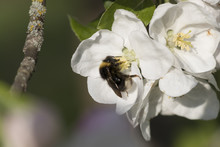 Apple Blossom With Bumblebee In Spring