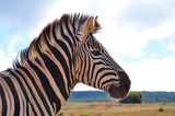 Fototapeta Konie - Zebra Profile