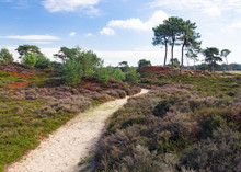 Sandy Footpath In A Colorful Heather Field
