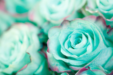 close-up of azure blue turquoise pastel rose. floral background