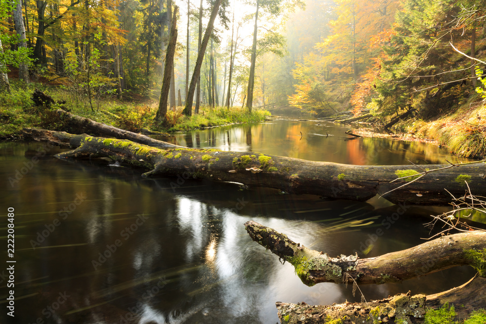 Autumnal river./ Awesome autumn river Brda and forest with fallen stumps in north Poland - obrazy, fototapety, plakaty 