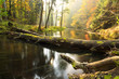 Autumnal river./ Awesome autumn river Brda and forest with fallen stumps in north Poland