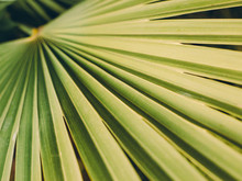 Texture Of Green Palm Leaf, Livistona Rotundifolia Palm Tree, Retro Filr