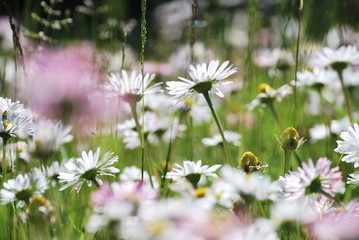 Daisys