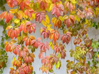 Green, yellow and red leaves on white stone wall background