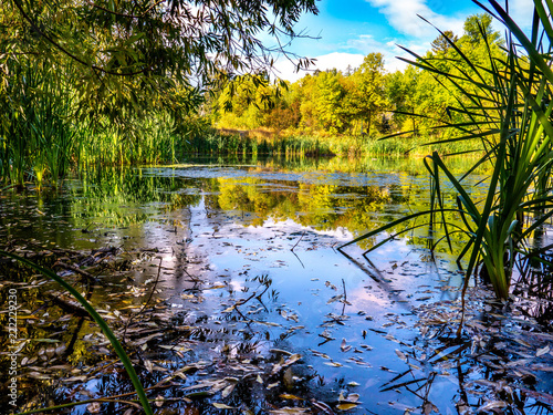 Fotografie, Obraz The small pond in Riverside Park has small floating islands that help purify the water