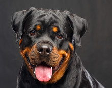 Rottweiler Dog  Isolated  On Black Background In Studio