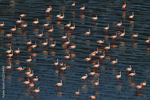 mniejsze-flamingi-nazwa-naukowa-phoenicoparrus-minor-flamingi-na-wodzie-jeziora-natron-o-zachodzie-slonca-widok-z-lotu-ptaka