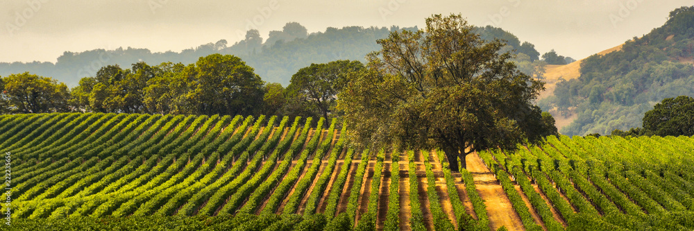 Panorama of a Vineyard with Oak Tree., Sonoma County, California, USA - obrazy, fototapety, plakaty 