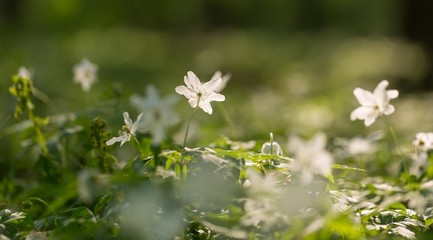 Wall Mural - White anemone flowers blooming in spring forest