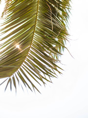 Wall Mural - Closeup on green palm leaves border isolated on sky background, fresh exotic tree foliage, paradise beach, summer vacation and holiday concept