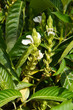 Justicia adhatoda or malabar nut oradulsa or adhatoda or vasaka green plant with white flowers