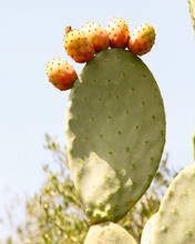 Prickly Pear Cactus That Looks Like A Cartoon Hand