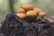Pholiota Aurivella Mushroom
